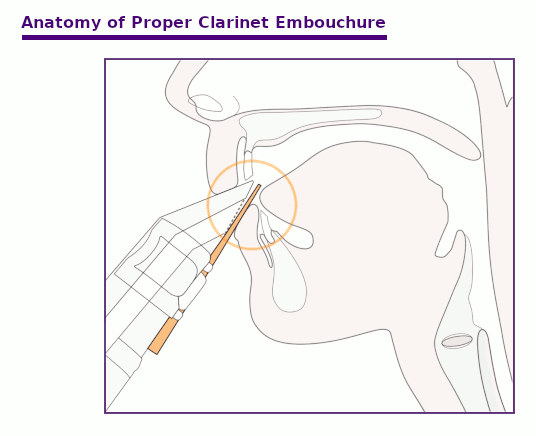 Animated gif showing the anatomy of a proper clarinet embouchure in the human mouth