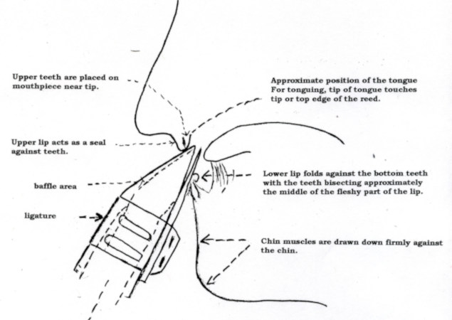 A diagram showing how to properly hold a clarinet mouthpiece during play 