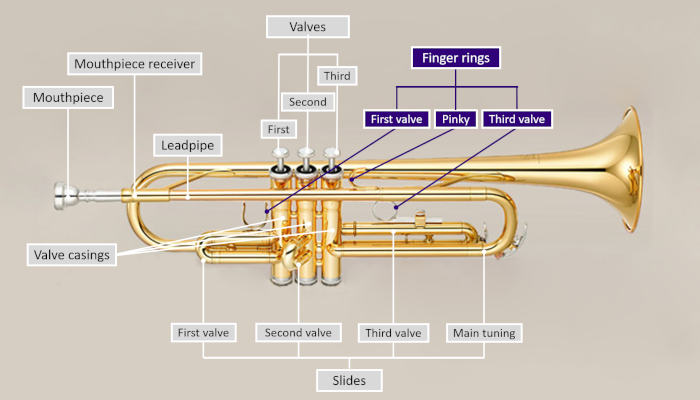 Diagram of a trumpet with parts labeled and finger rings highlighted in purple on a grey background